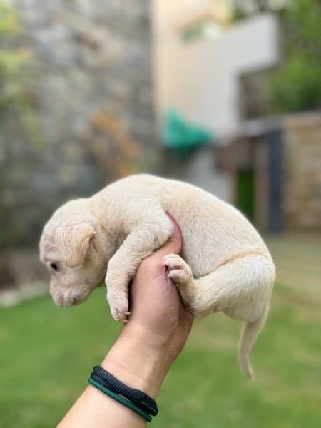 1 month puppies labrador 1