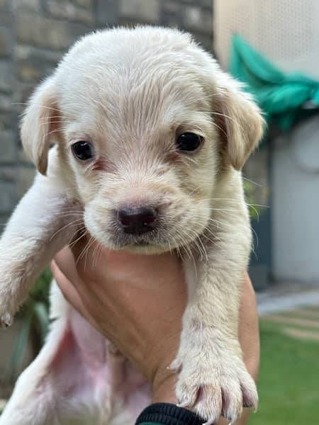 1 month puppies labrador 2