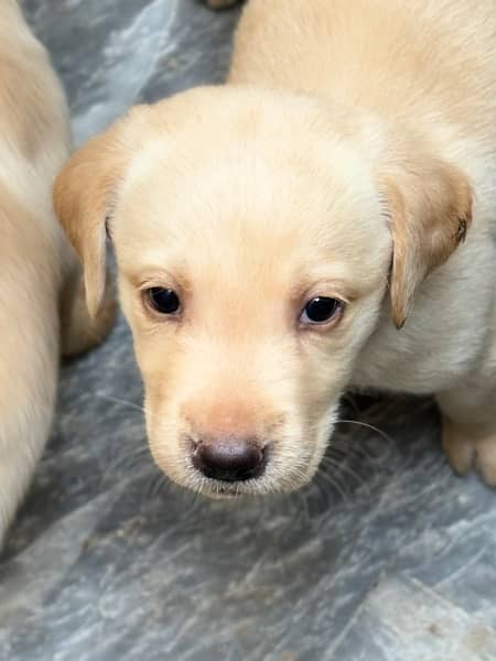 1 month puppies labrador 4