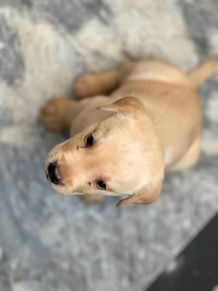 1 month puppies labrador 6