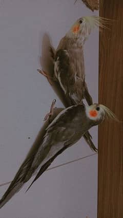 Cocktails parrots