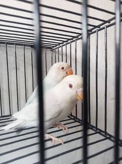 Love bird