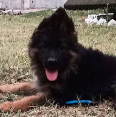 German Shepherd puppies, Black german shepherd puppy,GSD female puppy