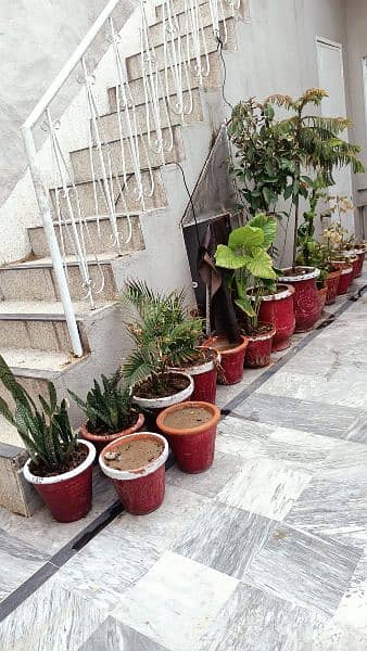 plants with pots 6