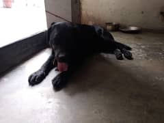 labrador black non pedigree 0