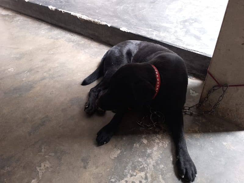 labrador black non pedigree 2