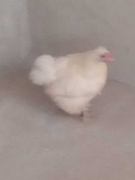 Female bentum breeder hen 0