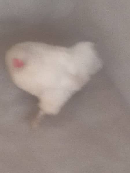 Female bentum breeder hen 1