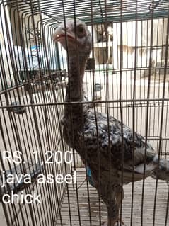 Aseel java, desi and misri murgi available for sale