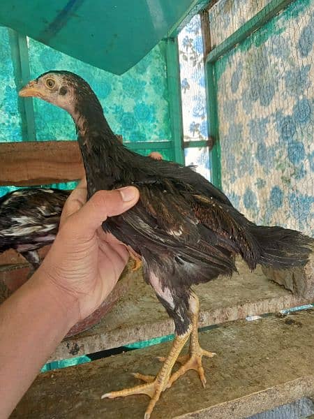 lakhay aseel chicks 2500 per peace or white murgaa 7000 lakhi madi4000 3