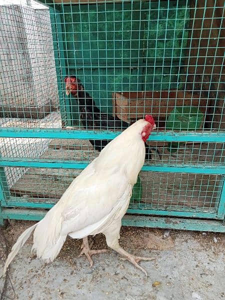 lakhay aseel chicks 2500 per peace or white murgaa 7000 lakhi madi4000 5