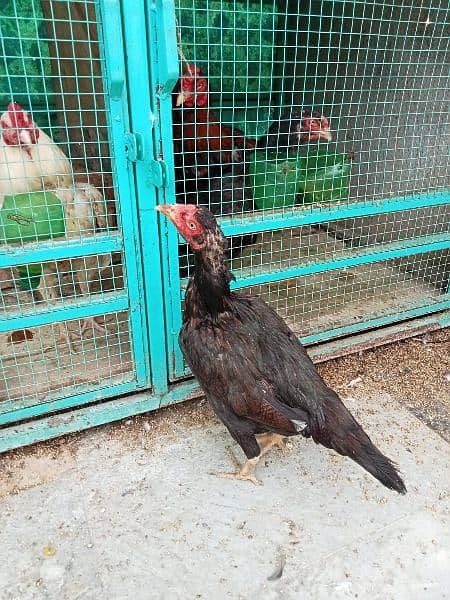 lakhay aseel chicks 2500 per peace or white murgaa 7000 lakhi madi4000 9