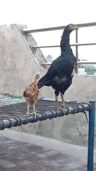 Chicks With Hen 4