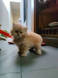 Beautiful Ginger BhaLOo Kitten Available for new Home