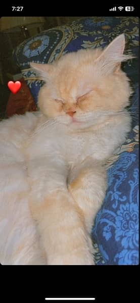 pure persian Male cat 6