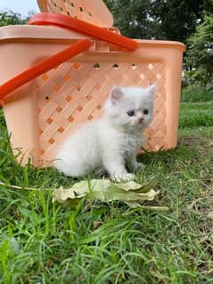 Persian kittens for sale long cod and snow White