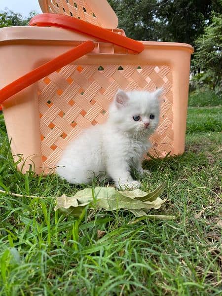 Persian kittens for sale long cod and snow White 0