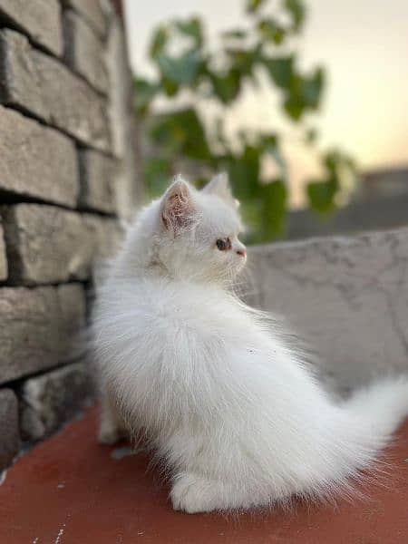 Persian kittens for sale long cod and snow White 1