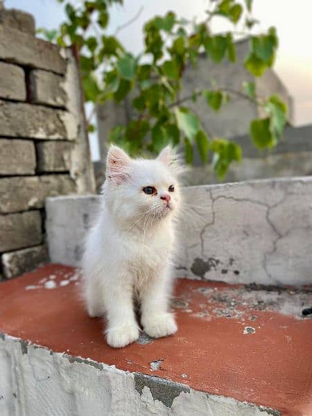 Persian kittens for sale long cod and snow White 3