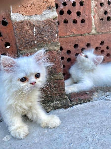 Persian kittens for sale long cod and snow White 4