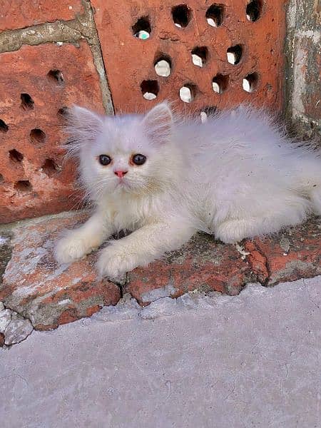 Persian kittens for sale long cod and snow White 5