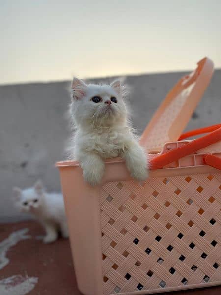 Persian kittens for sale long cod and snow White 7