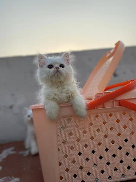 Persian kittens for sale long cod and snow White 8