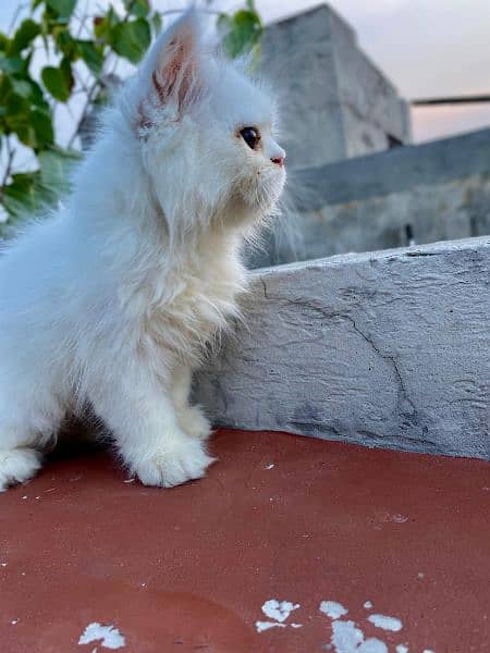 Persian kittens for sale long cod and snow White 9