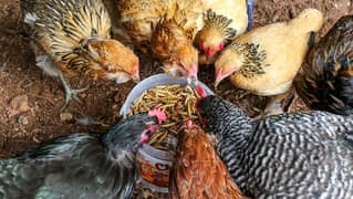 MEAL WORMS  FOR BIRDS AND HENS PER KG 2000