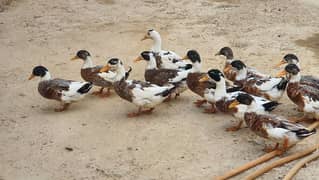 Desi ducks
