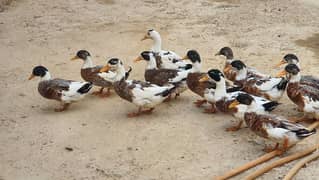 Desi ducks 0