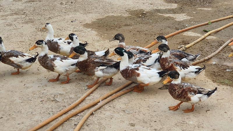 Desi ducks 2