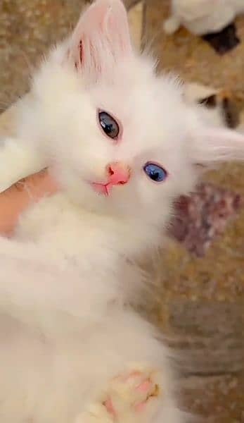 odd eyes Persian cat for sale Whatsapp +92 314 0725066 1