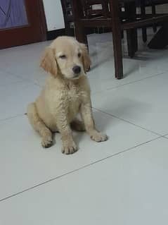 golden retriver pups