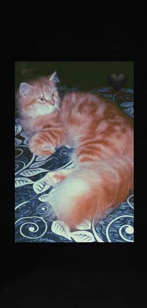 Persian cat for sale 2