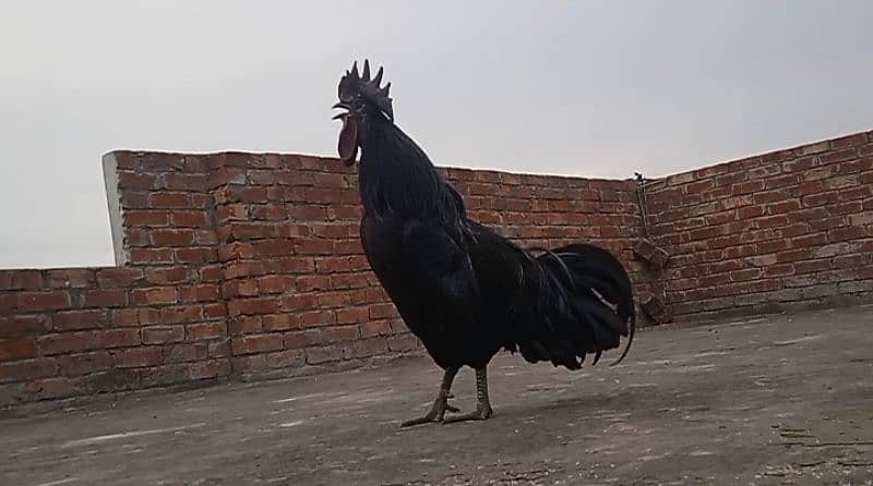 Ayam Cemani Euorpean Pair 0