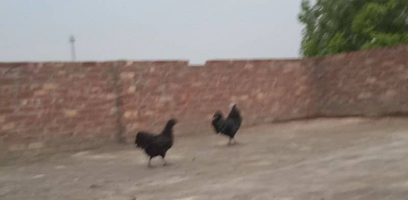 Ayam Cemani Euorpean Pair 2