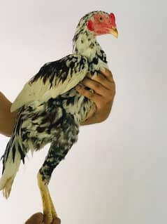 beautiful Aseel Parmozh chicken for sale 0