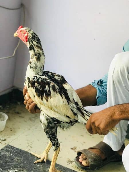 beautiful Aseel Parmozh chicken for sale 1