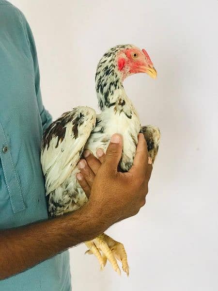 beautiful Aseel Parmozh chicken for sale 2