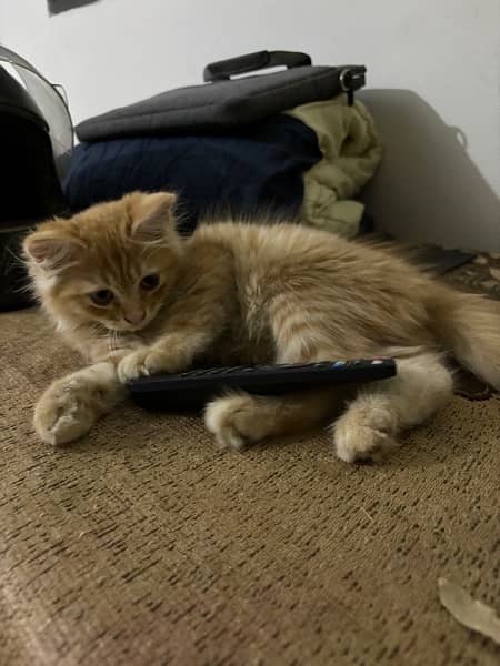 Persian Kitten for sale 2