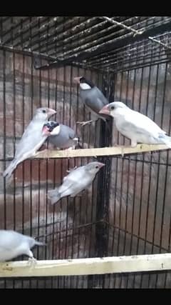 Silver and Grey Java Birds