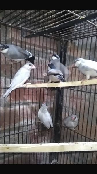 Silver and Grey Java Birds 6
