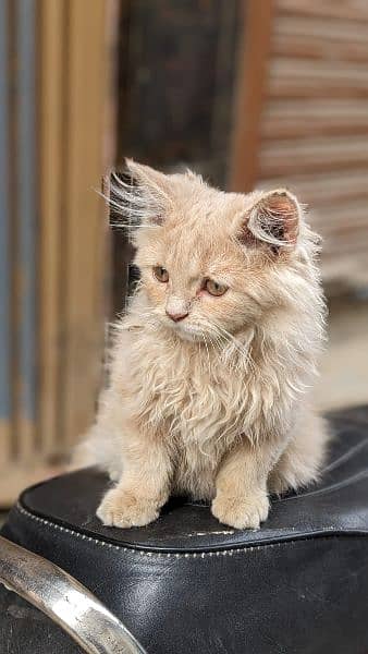 Triple coated heavy Furr Persian Male 2