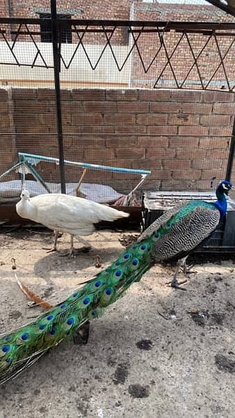 peacocks 2