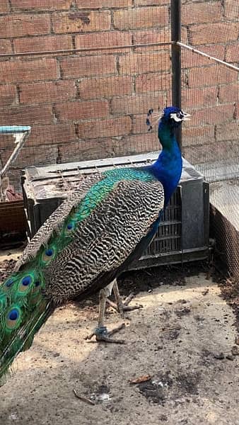 peacocks 5