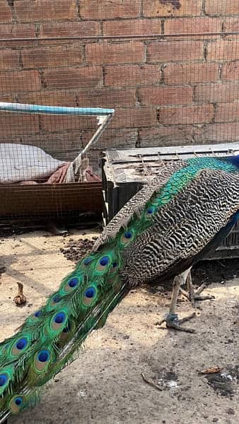 peacocks 6