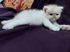 peki male kittens available for sale