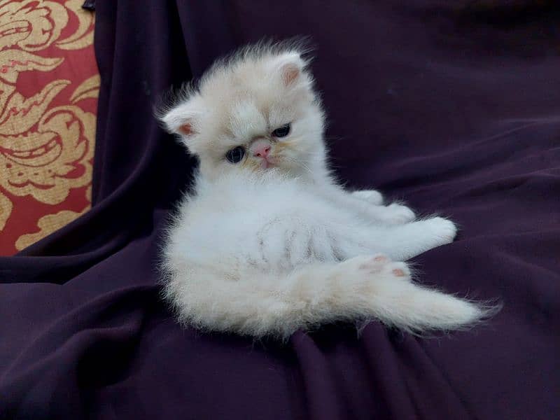 peki male kitten available for sale 1