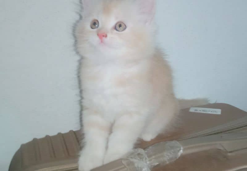 triple coated female Persian kittens 1